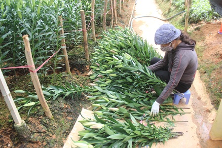 Hoa Đà Lạt "cháy" hàng, giá tăng gấp 5 lần - 2