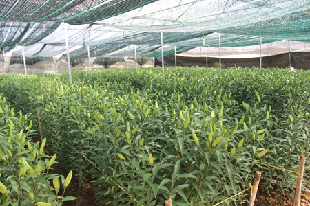 Nhiều chủ vườn hoa vẫn đang găm hàng để mong bán giá cao hơn