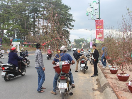Lâm Đồng: Mai vàng Bến Tre hút hàng, đào… ế ẩm - 8