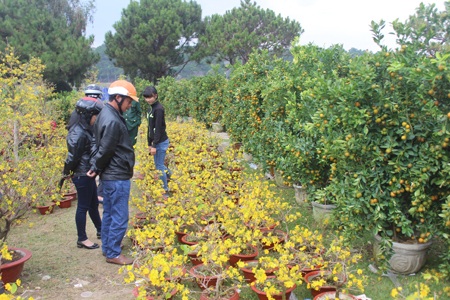 Lâm Đồng: Mai vàng Bến Tre hút hàng, đào… ế ẩm - 2
