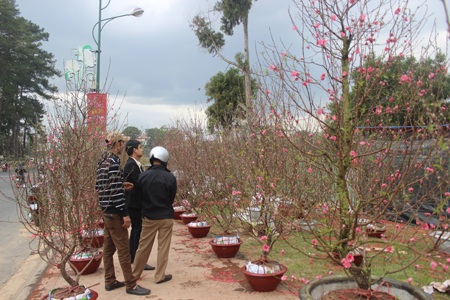 Đào Bắc khá ế ẩm