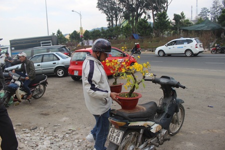 Lâm Đồng: Mai vàng Bến Tre hút hàng, đào… ế ẩm - 9