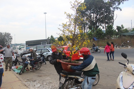 Lâm Đồng: Mai vàng Bến Tre hút hàng, đào… ế ẩm - 6