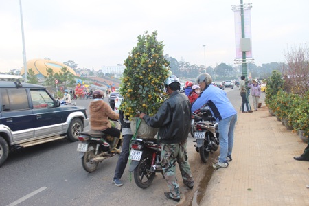 Lâm Đồng: Mai vàng Bến Tre hút hàng, đào… ế ẩm - 7