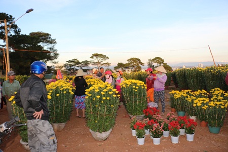 
Hoa, cây cảnh chưng Tết năm nay bán chạy hơn năm ngoái khiến nhiều tiểu thương hy vọng được về quê ăn Tết sớm cùng gia đình
