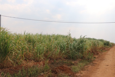 Cánh đồng cỏ của Công ty bò sữa