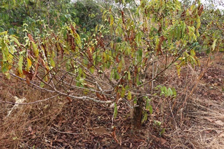 
Nhiều cây trồng chết khô vì hạn hán
