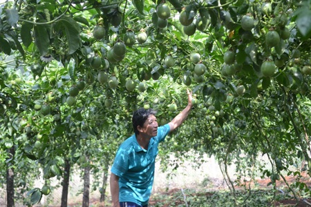 “Bí ẩn” cây chanh dây và các thương lái Trung Quốc - 2 Quả chanh tăng giá và giá dây giống có nguồn gốc từ Trung Quốc cũng tăng giá cao khiến nhiều nghi vấn đặt ra