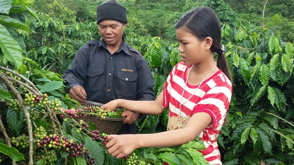 "Người hùng thầm lặng" của buôn làng Tây Nguyên - 1 Già HMơk hướng dẫn cho thanh niên trong làng hái cà phê