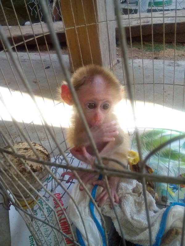 Xót lòng nhìn “bé” khỉ thiểu não mút tay trong lồng sắt - 2 Xót lòng nhìn “bé” khỉ thiểu não mút tay trong lồng sắt - 2
