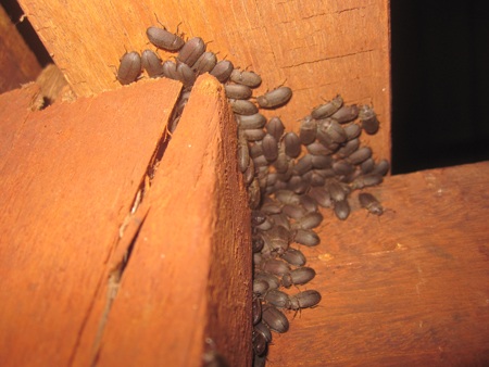 Bọ đậu đen len lỏi khắp nơi trong nhà của nhiều hộ gia đình, khiến sinh hoạt của người dân bị đảo lộn