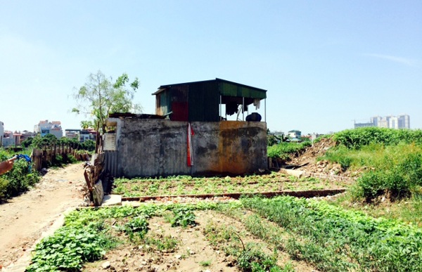 Ngôi nhà nằm giữa khu đất nông nghiệp