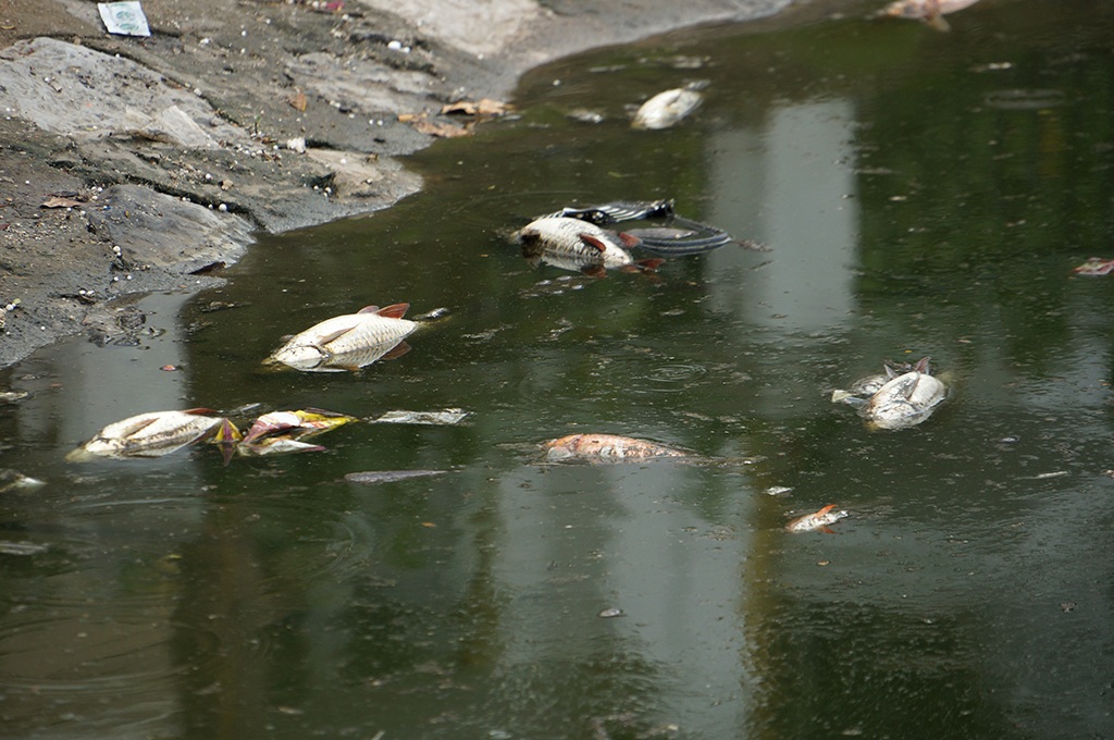 
Hàng loạt cá chết ở hồ Hoàng Cầu (Ảnh: Mạnh Thắng)
