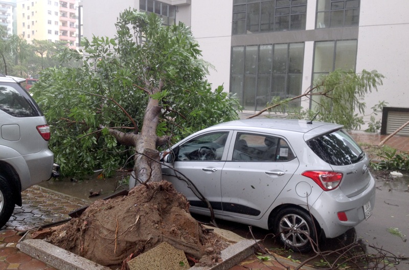 Cây xoài đổ vào đầu ô tô để dưới chung cư