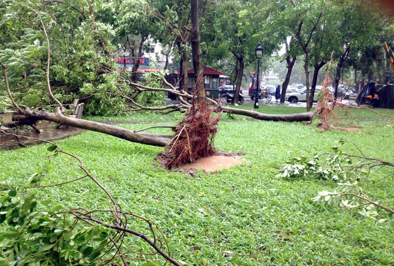 Hà Nội: 1 người chết, 5 người bị thương, gần 700 cây xanh gãy đổ - 8