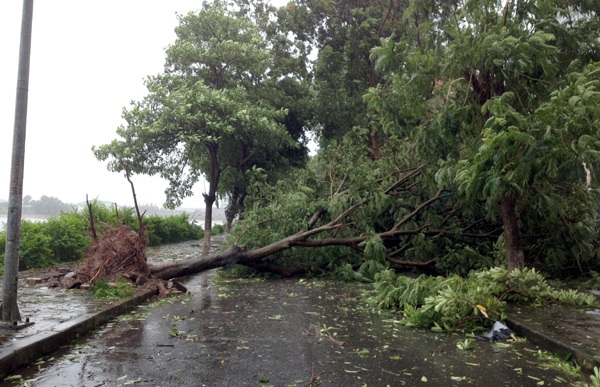 
Công ty Cây xanh Hà Nội cho biết ước tính ban đầu có hàng trăm cây xanh gãy đổ.
