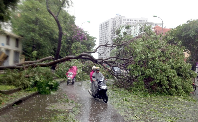 Hà Nội: 1 người chết, 5 người bị thương, gần 700 cây xanh gãy đổ - 10
