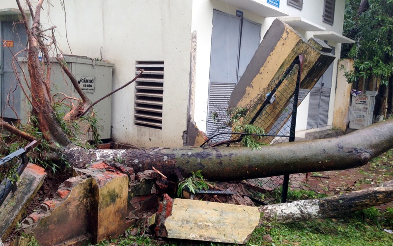 
Xà cừ bật gốc làm đổ tường rào
