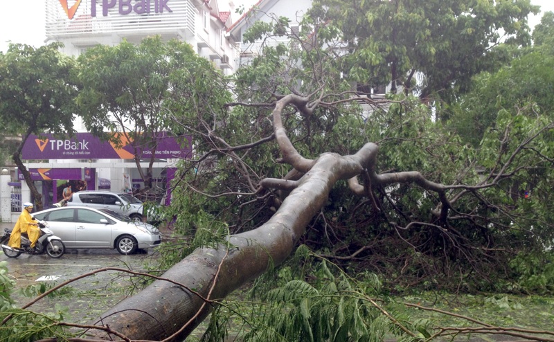 Hà Nội: 1 người chết, 5 người bị thương, gần 700 cây xanh gãy đổ - 12