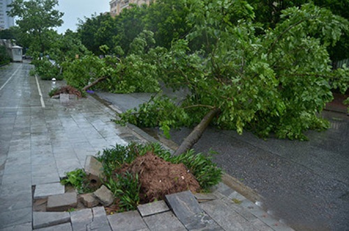 
Đợt bão số 1 vừa qua làm hơn 3.000 cây xanh trên địa bàn Hà Nội bị bật gốc.
