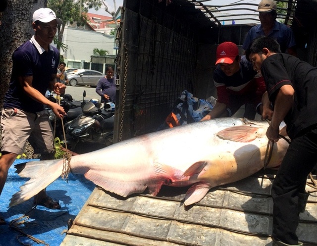 Ám ảnh vụ thảm sát ở Quảng Ninh và cháu bé bị tôn cứa vào cổ tử vong - 2 Ngày 21/9, người dân ở TP Long Xuyên (tỉnh An Giang) xôn xao khi nhìn thấy con cá tra nặng trên 200 kg, được bà V. mua của một người dân bắt được từ Biển Hồ Campuchia. (Ảnh: Nguyễn Hành)
