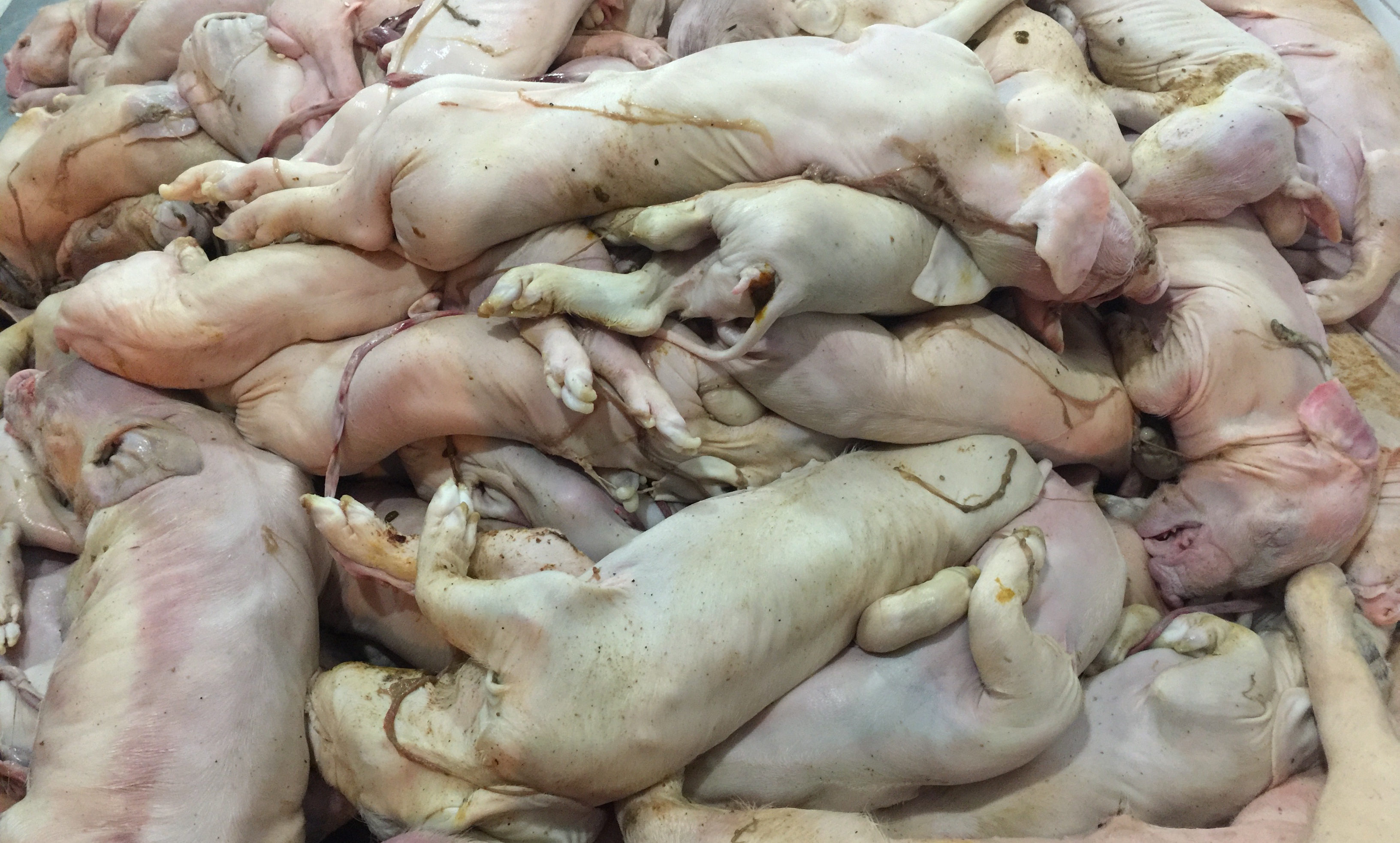 Hàng trăm con heo sữa thối “vượt Sài Gòn” về miền Tây tiêu thụ - 2