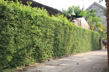 Mê mẩn những chiếc cổng xanh mướt ở làng quê Tùng Ảnh - 1