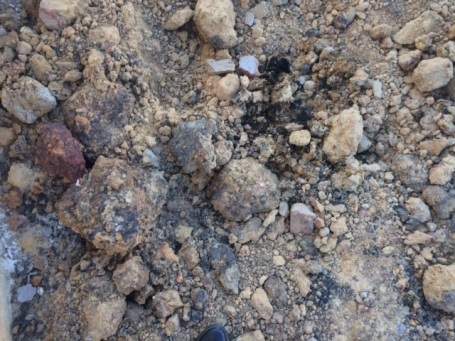 Lớp bùn thải màu đen  được chôn lấp trong khuôn viên thuộc  Công ty Cổ phần Tư vấn xây dựng Quản lý môi trường đô thị Kỳ Anh