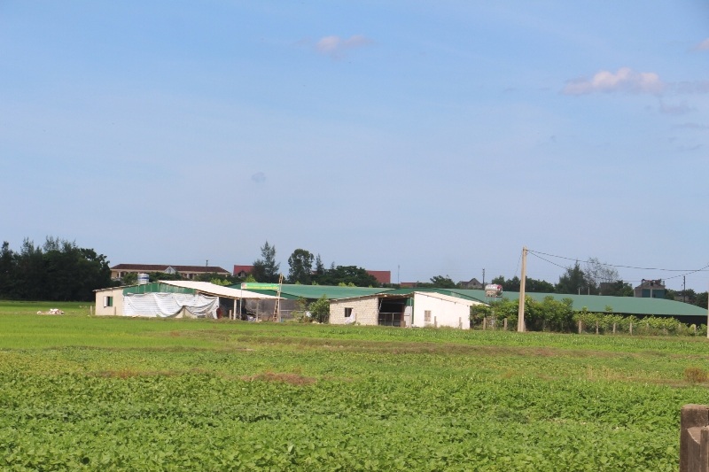 Trang trại gà với quy mô 12 nghìn con nằm sát khu dân cư thôn Tân Lộc