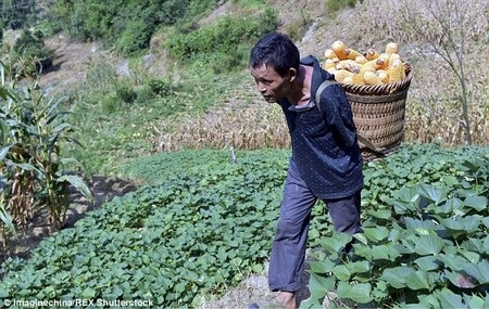 Chen có thể bẻ và tuốt vỏ ngô bằng chân Chen có thể bẻ và tuốt vỏ ngô bằng chân