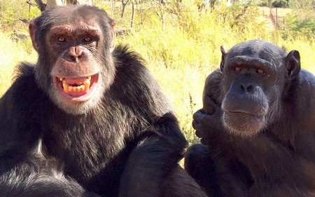 Con tinh tinh có tên Cozy (18 tuổi, trái) và Joao (70 tuổi, phải) đang chia sẻ “nụ cười hạnh phúc” tại một vườn thú ở Nam Phi.