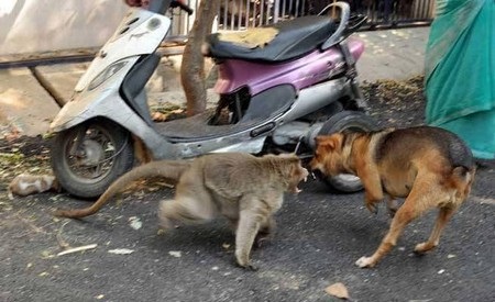 Cảm động chuyện khỉ nhận chó con bị bỏ rơi làm “con nuôi” - 2 Chú khỉ bảo vệ chó con khỏi bị bắt nạt bởi những con chó khác lớn hơn