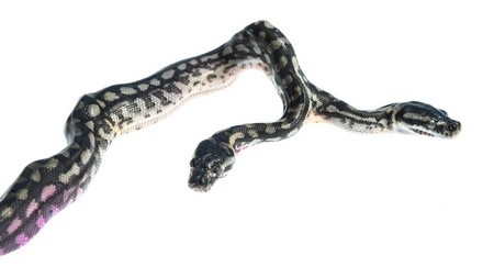 Con trăn 2 đầu có tên “Twin Destroyers” vừa được chào đời