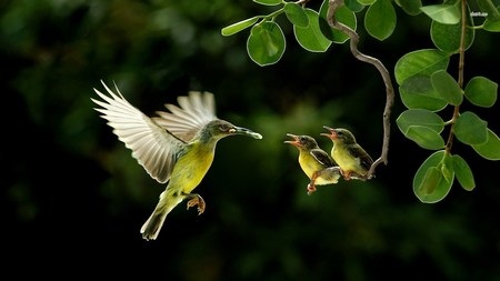 Bộ sưu tập hình nền “tình mẫu tử” ý nghĩa dành cho “ngày của mẹ” - 8 Bộ sưu tập hình nền “tình mẫu tử” ý nghĩa dành cho “ngày của mẹ” - 8