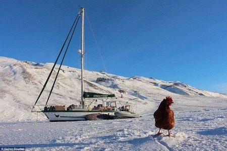 Chàng trai đi thuyền vòng quanh thế giới với một con gà - 3 Monique trong chuyến thăm đến đảo Greenland