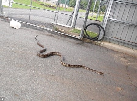 Hoảng hồn phát hiện trăn “khủng” trườn lên giường ngủ giữa đêm - 2 Sau khi bị bắt, con trăn sẽ được thả tự do tại một ao nước thải có rất nhiều chuột