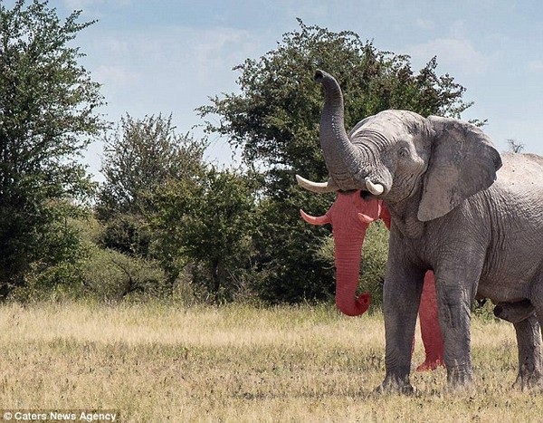 Hình ảnh về con voi có 2 vòi và 4 ngà chắc chắn sẽ làm bạn ngạc nhiên và thích thú. Đây là một hình ảnh rất độc đáo và hiếm khi gặp. Bạn sẽ cảm nhận được sự phong phú và đa dạng của thế giới động vật và những điều kỳ diệu mà nó đem lại cho chúng ta.