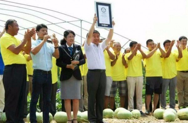 Cây dưa hấu lập kỷ lục thế giới về số lượng quả cho một mùa vụ - 3 Cây dưa hấu đặc biệt này đã được tổ chức kỷ lục Guinness trao tặng danh hiệu vì số lượng quả “khủng” của mình