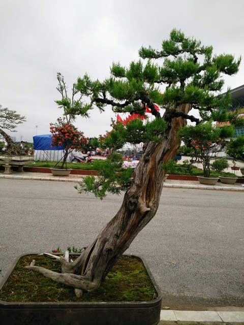 Hai cây lá kim dáng thác đổ, thân lũa có giá trên 10 triệu đồng