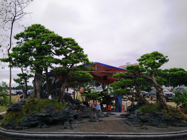 Hội chợ - Triển lãm tại Thanh Hóa trưng bày và bán hàng nghìn cây cảnh, cây bonsai nghệ thuật có giá trị cao.