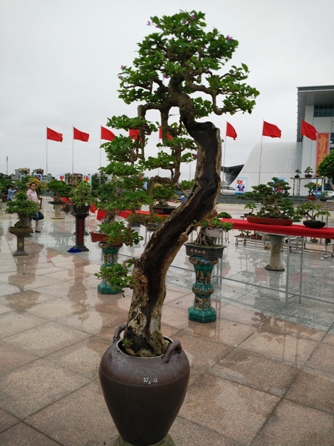 Sự kết hợp nghệ thuật tạo hình giữa bonsai và gốm sứ