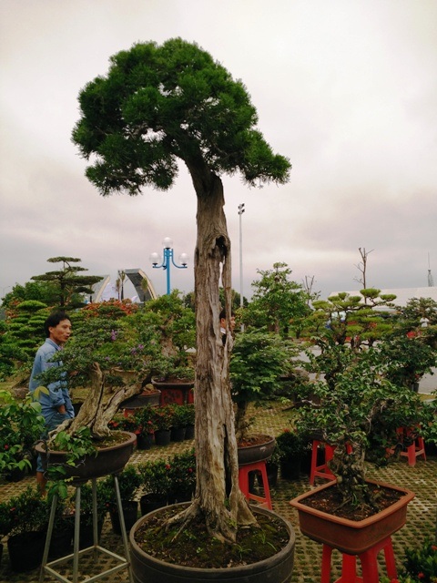 Ngắm Những Cây Bonsai Dáng “Siêu Độc” Có Giá Tiền Triệu | Báo Dân Trí