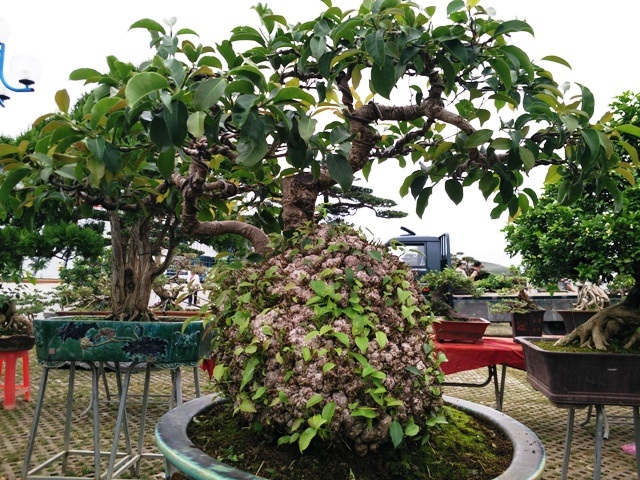 Một cây bonsai có gốc cây sần sùi, nhiều lộc non đâm ra nhìn rất lạ