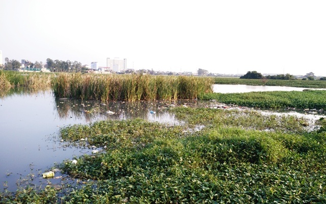 60ha đất nông nghiệp “bốc mùi hôi thối” giữa thành phố - 1 Gần 60ha đất sản xuất của người dân xã Quảng Thịnh bị ô nhiễm nước thải từ các bệnh viện đã phải bỏ hoang nhiều năm qua