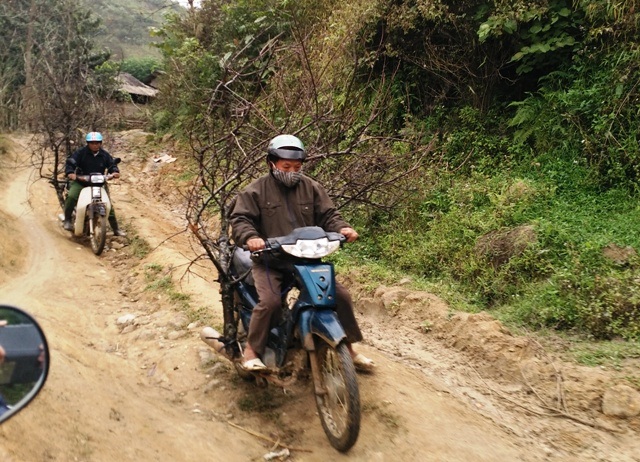 Đào rừng đội "siêu rét" về phố đón xuân - 3 Đào rừng đội "siêu rét" về phố đón xuân - 3