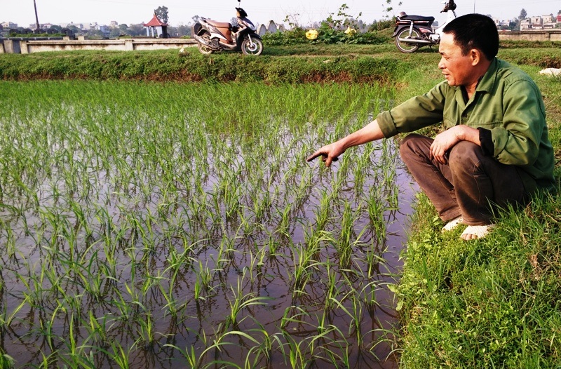 Máy cấy “không động cơ” của lão nông Ninh Bình - 14
Ưu việt của chiếc máy cấy ông Dung chế tạo ra không chỉ giảm chi phí công sức mỗi vụ cấy mà hàng lúa còn đều, đẹp, lúa phát triển tốt, dễ chăm sóc khi thu hoạch sẽ cho năng xuất cao. Hội thi sáng tạo kỹ thuật tỉnh Ninh Bình lần thứ VIII, sản phẩm máy cấy không động cơ của ông Dung đã đạt giải thưởng, đây là sự động viên để ông hoàn thiện hơn nữa chiếc máy của mình, ngày càng có những sáng chế tốt phục vụ bà con nông dân.