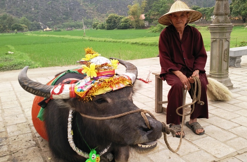 
Cụ Vi bên con trâu mẫu ảnhngồi chờ khách trong khuôn viên di tích cố đô Hoa Lư, Ninh Bình.

