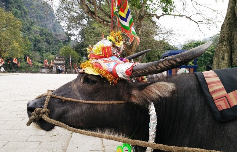 Con trâu “hái ra tiền” của cụ ông 83 tuổi - 2
Con trâu quý được cụ Vi trang trí rất sặc sỡ, đẹp mắt để thu hút khách du lịch đến chụp ảnh.