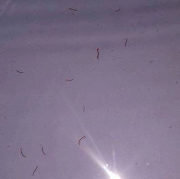 Người dân hoang mang vì trong nước sạch có… sinh vật lạ - 2 Những sinh vật lạ trong nước sạch ở Ninh Bình nghi là giun