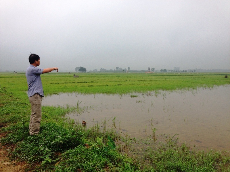 Cánh đồng mấu lớn ở xã Gia Hòa bị bỏ hoang vì nhiều hộ dân không nhận ruộng do xã chia thiếu đất